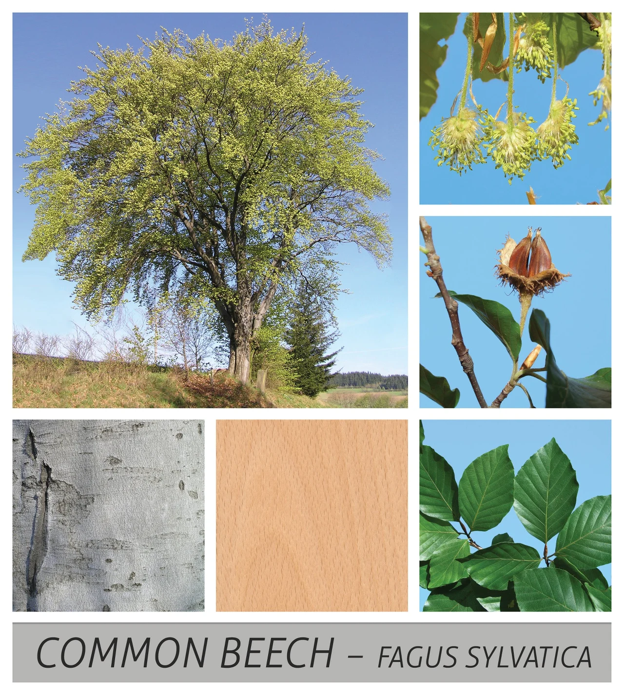 Buk pospolity ma gładką korę