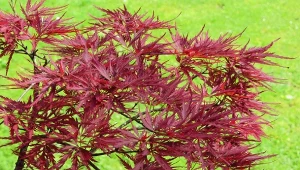 Fot. 123RF/PICSEL/Acer palmatum