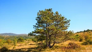 Fot. sosna czarna (pinus nigra)/ 123RF/PICSEL