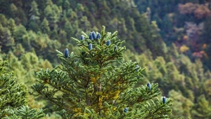 Fot. jodła koreańska (abies koreana) / 123RF/PICSEL