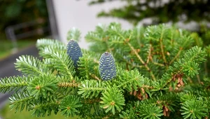Fot. jodła balsamiczna (abies balsamea) / 123RF/PICSEL