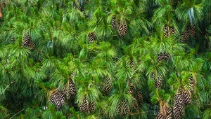 Sosna wejmutka (Pinus strobus).