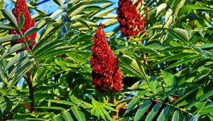 Fot. sumak octowiec (rhus typhina) / 123RF/PICSEL