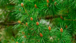 Sośnica japońska (Sciadopitys verticillata).
