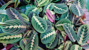 Maranta