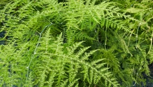 Szparag doniczkowy (Asparagus setaceus).