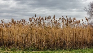 Spartyna grzebieniasta