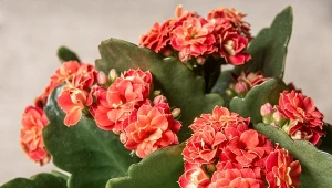 Kalanchoe Blossfelda zachwyca barwnymi kwiatami.