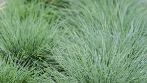 Kostrzewa Gautiera (Festuca gautieri).