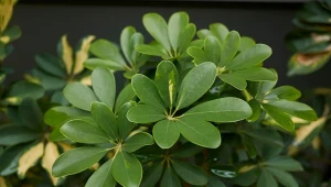 Szeflera drzewkowata