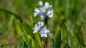 Puszkinia cebulicowata