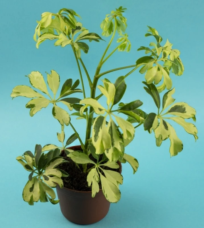 Szeflera może mieć nawet metr wysokości