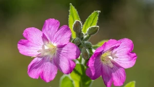 Wierzbownica kosmata