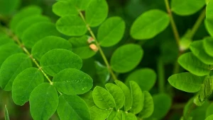 Traganek szerokolistny