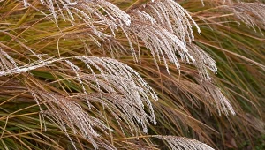 Miskant chiński Ferner Osten