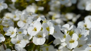 Gęsiówka kaukaska For.123RF.com