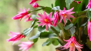 Szlumbergera (Schlumbergera).