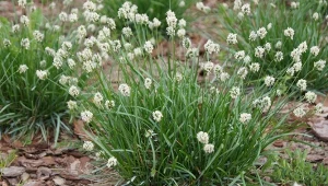 Sesleria błękitna (Sesleria caerulea).