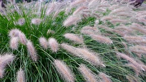 Rozplenica japońska (Pennisetum alopecuroides).