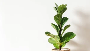 Fot. 123RF/PICSEL / Fikus dębolistny