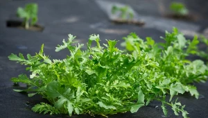 Rukola (rokietta siewna) .