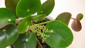 Pilea