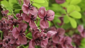 Fot. 123RF/PICSEL /Akebia trójlistkowa