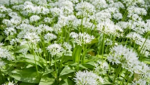 Fot. 123RF/PICSEL / Czosnek niedźwiedzi (Allium ursinum)