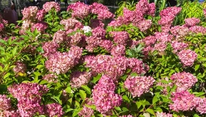 Fot. 123RF/PICSEL / Hortensja bukietowa „Petite Star”