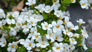 Fot. 123RF/PICSEL / Bakopa (Sutera)