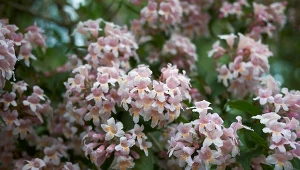 Abelia wielkokwiatowa (Linnaea × grandiflora) w okresie kwitnienia.