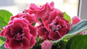 Gloksynia to jeden z piękniejszych kwiatów doniczkowych.