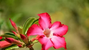 Fot. 123RF/PICSEL / Dipladenia (Dipladenia)