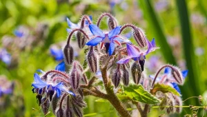 Fot. 123RF/PICSEL / Ogórecznik lekarski (Borago officinalis)