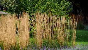 Trzcinnik ostrokwiatowy (Calamagrostis x acutiflora) fot. 123RF/PICSEL /