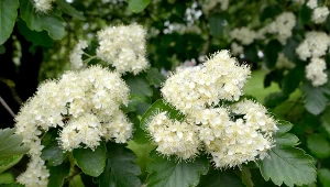 Fot. 123RF/PICSEL/Sorbus intermedia