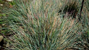 fot. 123RF/PICSEL / Kostrzewa nitkowata (Festuca filiformis)