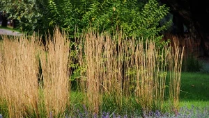 Fot. 123RF/PICSEL / Trzcinnik ostrokwiatowy (Calamagrostis x acutiflora)