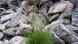 fot. Wikimedia Commons, Jerzy Opioła, CC BY 4.0/Kostrzewa pstra (Festica versicolor)