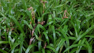 Kosmatka olbrzymia (Luzula sylvatica).