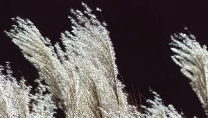 Fot. Pixabay.com / Miskant chiński (Miscanthus sinensis)