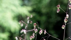 Fot. 123RF/PICSEL / Drżączka średnia  (Briza media)