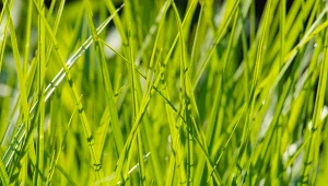 Fot. 123RF/PICSEL / Turzyca palmowa (Carex muskingumensis)