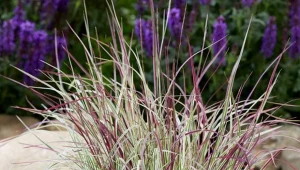 Palczatka miotlasta (Schizachyrium scoparium).