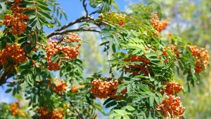 Fot. 123RF/PICSEL/Sorbus aucuparia