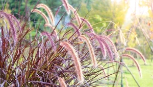 Fot. 123RF/PICSEL/Pennisetum purpureum