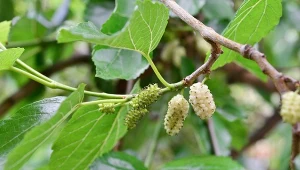 Morwa biała (Morus alba).