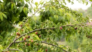 Śliwa wiśniowa (Prunus cerasifera).