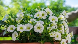 Fot. Kalibrachoa (Calibrachoa) / 123RF/PICSEL