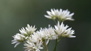 Fot. Kosmatka śnieżna (Luzula nivea) / 123RF/PICSEL